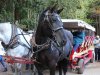 These horses are really big