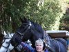 When you get up close and personal, you realize how big these horses are.