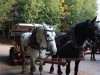 Our carriage driver waiting while everyone gets to enjoy Arch Rock and the overview.