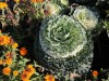 These flowers are really interesting