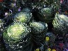 More ornamental kale or sometimes called cabbages