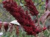 Fall flower color