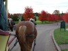 Our final horse carriage ride to the ferry docks