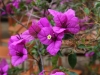 Beautiful gardens