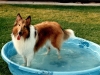 The Puppy Pool