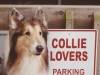 Senior Collie Humor