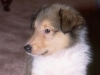 Madison's First Day at Home