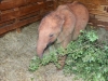 At bedtime during the adoptive parent visit