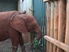 Wishing Malkia a happy, healthy life before I left the nursery on March 8, 2018