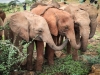 Malkia at Ithumba - middle of group