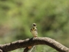 D'Arnaud's Barbet