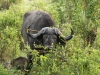 Cape buffalo outside balcony