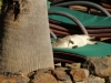 Even the local hyrax need some sun