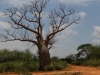 Baobab tree in Meru National Park