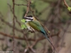 White-throated bee eater in Meru