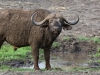 Cape buffalo at Meru