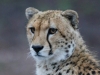 Mara cheetah