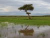 After the rains in the Mara