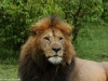 The True King of his World