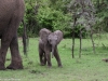 Wild baby elephant with lots of character