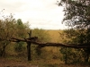 View from tent porch - no fences to keep out wildlife
