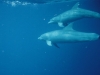Bottlenose Dolphins in Belize