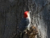 Red-bellied Woodpecker