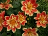 A Splash of Color