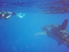 Swimming with the Whale Sharks in Belize