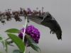 Hovering In