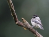 Chickadee at Kellogg Bird Sanctuary
