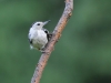 White breasted Nuthatch at Kellogg Bird Sanctuary