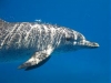 Atlantic Spotted Dolphin Taken in the Bahamas