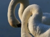 Graceful Swans at Kellogg Bird Sanctuary