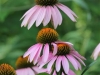 Lavender Coneflowers