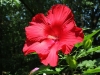 Lord Baltimore Hibiscus