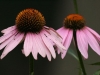 Coneflower