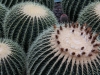 Cactus at Meijer Gardens