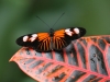 Butterflies at Meijer Gardens