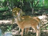 Triplets in 2011