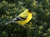 Goldfinch