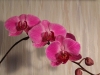 Blooming Again