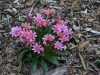 Bitterroot in the Garden