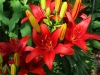Daylilies