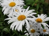 Summer Blooms