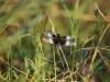 On Sunlit wings-Widow Skimmer at Kellogg Bird Sanctuary