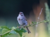Singing Song Sparrow Kellogg Bird Sanctuary