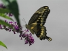 Swallowtail