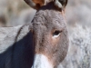 Wild Burro at Red Rocks