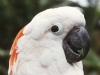 Cockatoo at Meijer Gardens